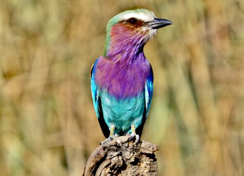 6-Day Luxury Ndutu Calving Season Safari – Serengeti Great Migration