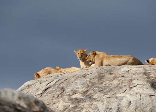 4 Days Bush to Bush Authentic Budget Safari.