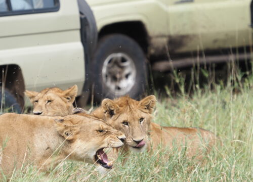 9-Day Authentic Luxury Tanzania Safari – Serengeti & Ngorongoro