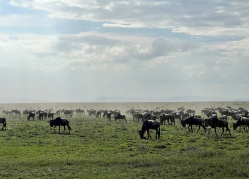2-Day Tarangire & Ngorongoro Safari Tour