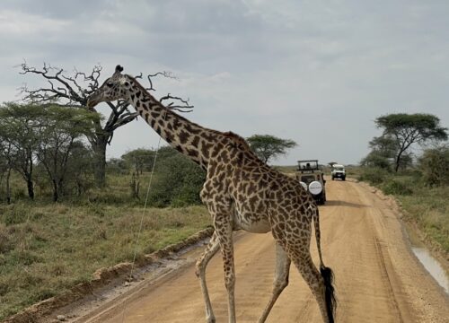 Day Trip to Arusha National Park