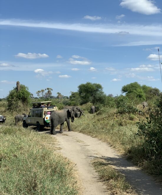 Ngorongoro Crater Day Trip