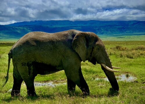 7-Day Great Wildebeest Migration Safari – Mid-Range Tanzania Tour