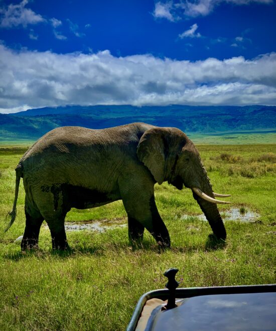 7-Day Great Wildebeest Migration Safari – Mid-Range Tanzania Tour