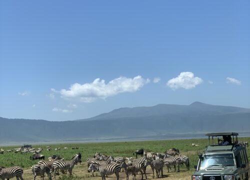 6-Day Ndutu Calving Season Safari – Serengeti Great Migration & Lake Eyasi