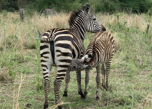 3-Day Ndutu Wildebeest Calving Safari – Serengeti Migration Experience