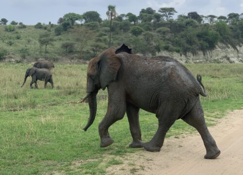 3-Day Mikumi Safari – Wildlife & Photography Experience