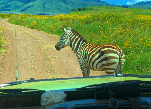 Day Trip to Lake Manyara National Park