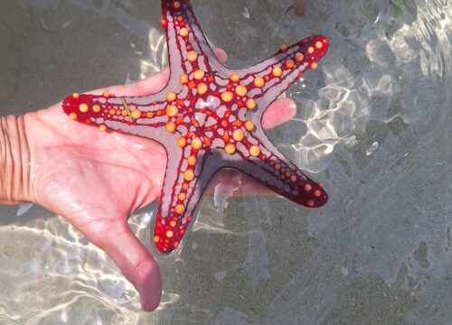 Mafia Island Diving Package – 10 Dives